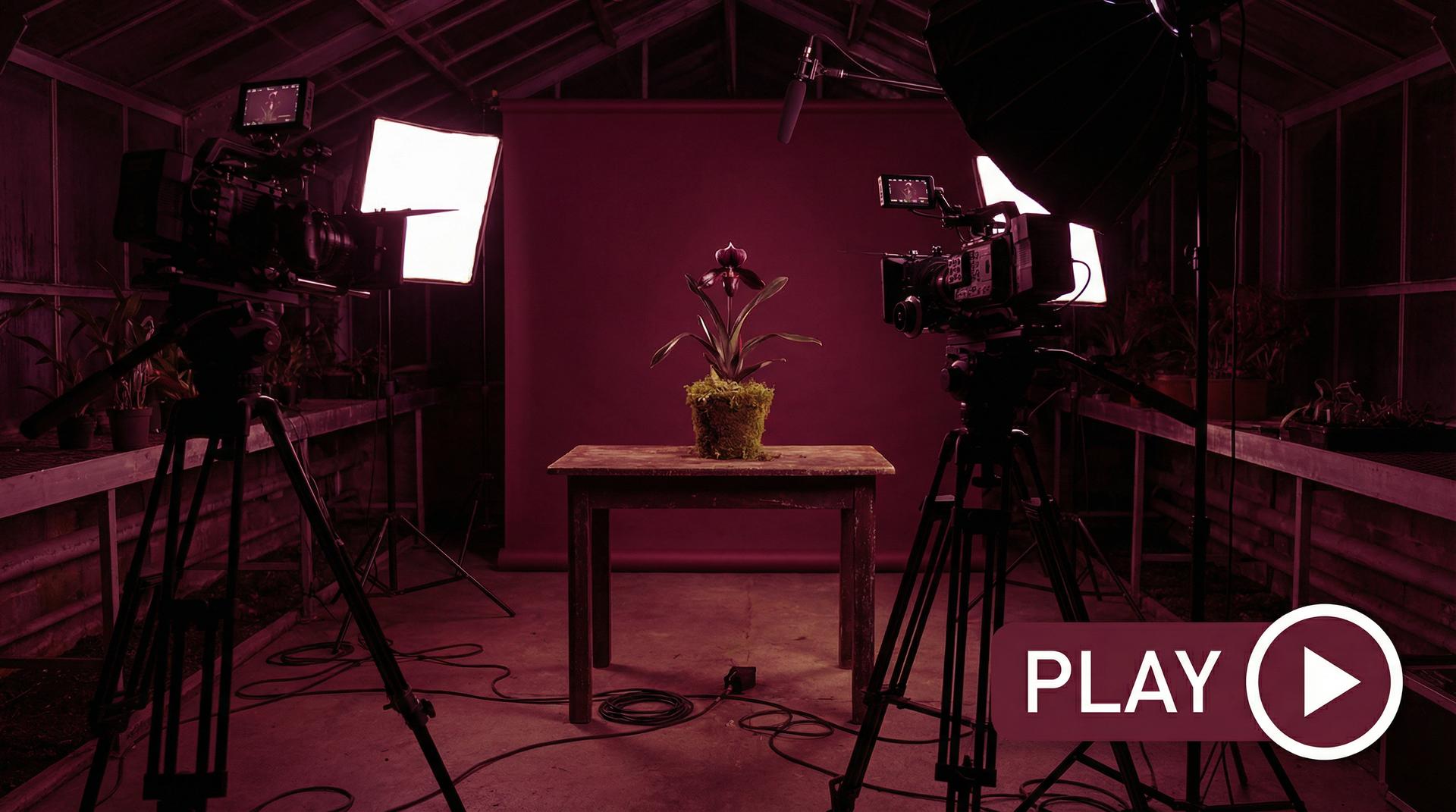 猎奇植物视频 - 珍稀兰花视频拍摄幕后